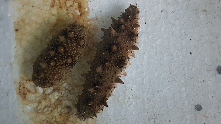 Marmara ve Ege kıyılarında Japon denizhıyarının artması bilim insanlarını harekete geçirdi! Konuyla ilgili araştırma yapılacak - Resim: 2