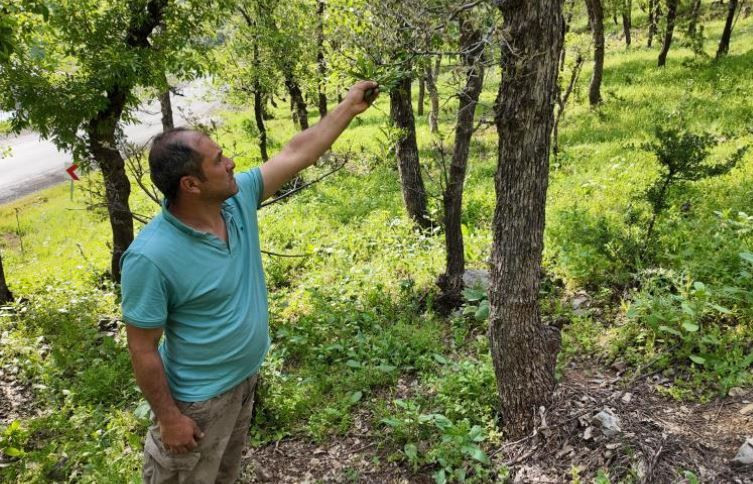 Şırnak'ta 1000'lercesi doğada yeniden istilaya geçti! Saniyeler içinde her yeri kapladılar - Resim: 4