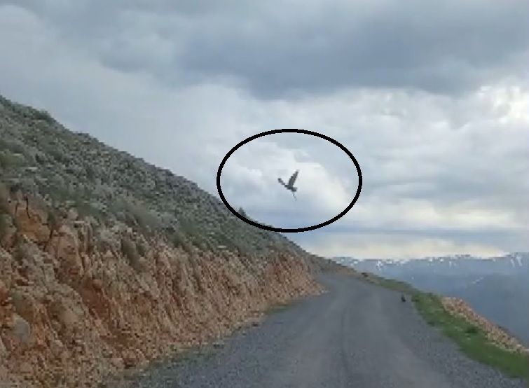 Erzincan’da doğada karanın korkunç hayvanı, yukarıdan gelen 1 tane göklerin hakimine böyle yem oldu. Azılı hayvan avını yukarıda parçalayacak - Resim: 1