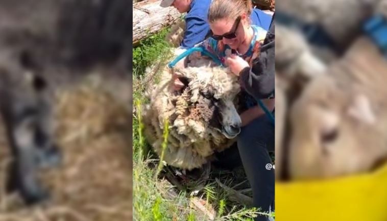 Ormanda 8 yıl önce kaybolan koyun, doğada 8 yıl sonra yeniden bulundu. Sahibi koyununa dokunduğunda fark ettiği detayla resmen ileri geri gitti geldi - Resim: 2