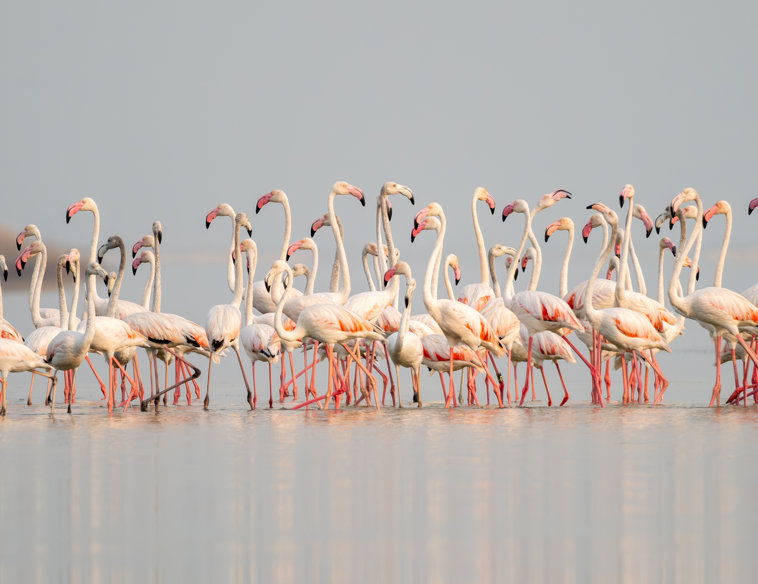 Adana’daki o sulak alan bu yıl da boş kalmadı! Göç yolundaki misafirlerle lagün renk değiştirdi - Resim: 3