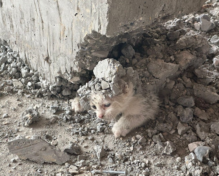 Şanlıurfa’da inşaattan gelen ihbar üzerine harekete geçen ekipler, 5-10 kilo ağırlığındaki betonu kaldırınca altında korkunç manzarayı gördü. Oraya girip kalmış - Resim: 2