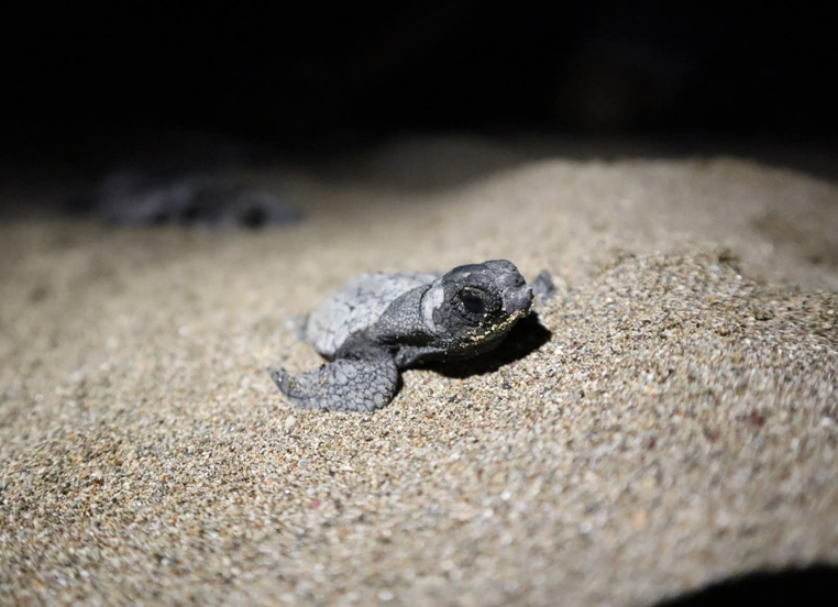 Arka ayağı yoktu! Atlas'ın yavruları denizle buluştu - Resim: 2
