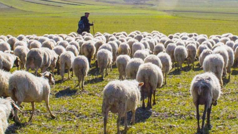 Kahramanmaraş’ta 100'lerce koyununu otlatan çoban, çalılıkların arasında fark ettiği detayla birlikte yaptığı hareketle resmen hayrete düşürdü - Resim: 4
