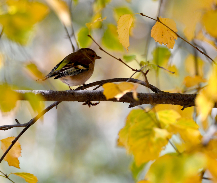Kars’ta sonbahar renkleri büyüledi! Keklik Vadisi ve Soğuksu mevkisinde kartpostallık manzaralar oluştu - Resim: 2
