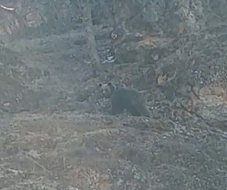 Tunceli'de ormanlık alanda ortaya çıkan devasa canlı, defalarca denedikten sonra sarp kayalıklara tırmandı. Orada kendisini bekleyen bir ödül yatıyordu - Resim: 1