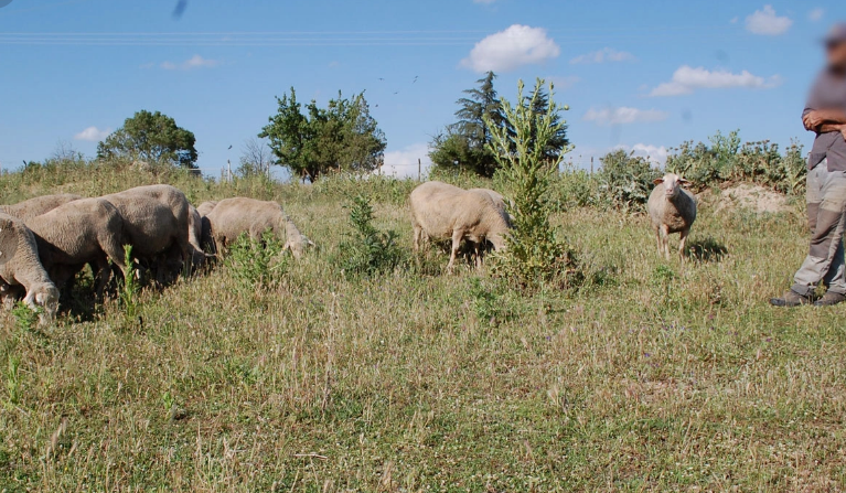 Yozgat'ta 200'lerce koyununu otlatan çoban gölgesi için oturduğu 1 ağacın üstünde fark ettiği detayla resmen hayrete düştü - Resim: 2