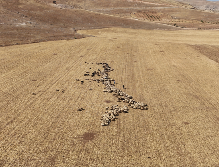 Batman’da buğday ve arpa hasadının ardından tarlalar hayvanlar için beslenme alanı oldu - Resim: 1