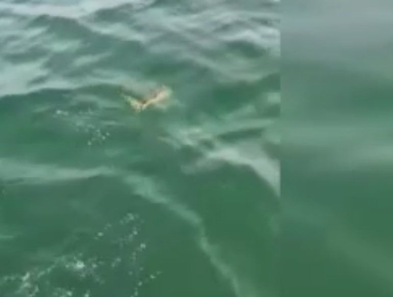 Sakarya'da nadir hayvan ağalara takıldı! Balıkçının yaptığı hareket taktir topladı - Resim: 4