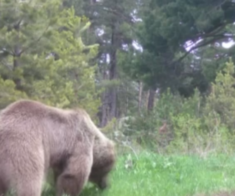 Ardahan'da ormanda devasa cüssesiyle ortaya çıktı. Yaptığı hareketi gören vatandaşlar yanına yaklaşamadı - Resim: 1