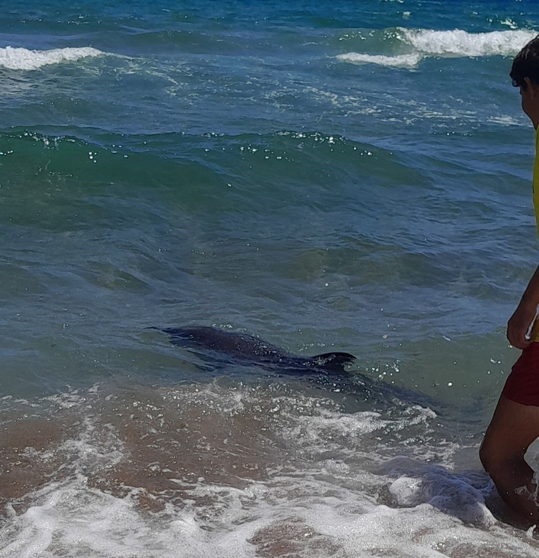 Mersin Silifke’de kıyıya vuran yaralı yunus tatilciler tarafından kurtarıldı - Resim: 1