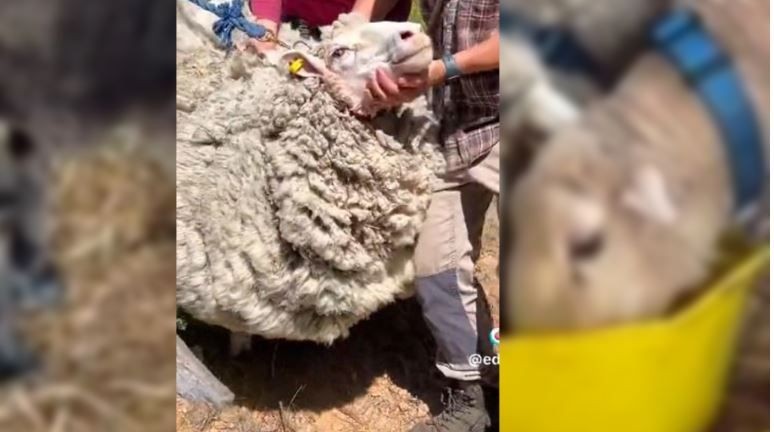 Ormanda 8 yıl önce kaybolan koyun, doğada 8 yıl sonra yeniden bulundu. Sahibi koyununa dokunduğunda fark ettiği detayla resmen ileri geri gitti geldi - Resim: 1