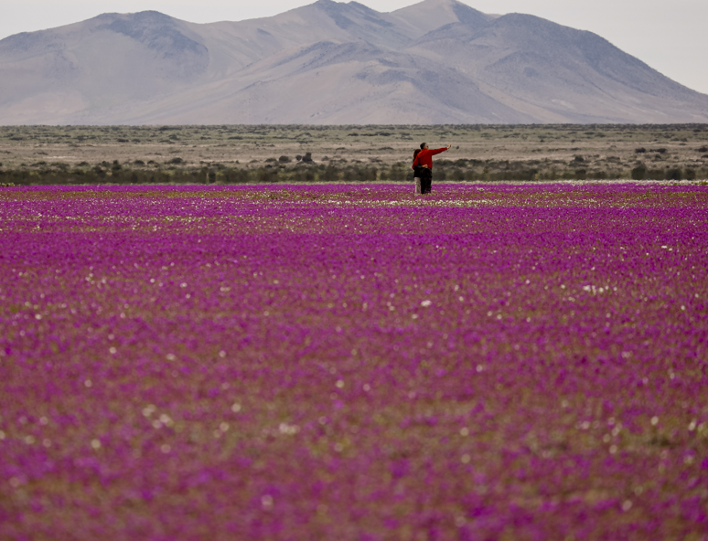 Dünyanın en kurak toprakları bir gecede renklendi! Çöl bambaşka bir manzaraya büründü - Resim: 1