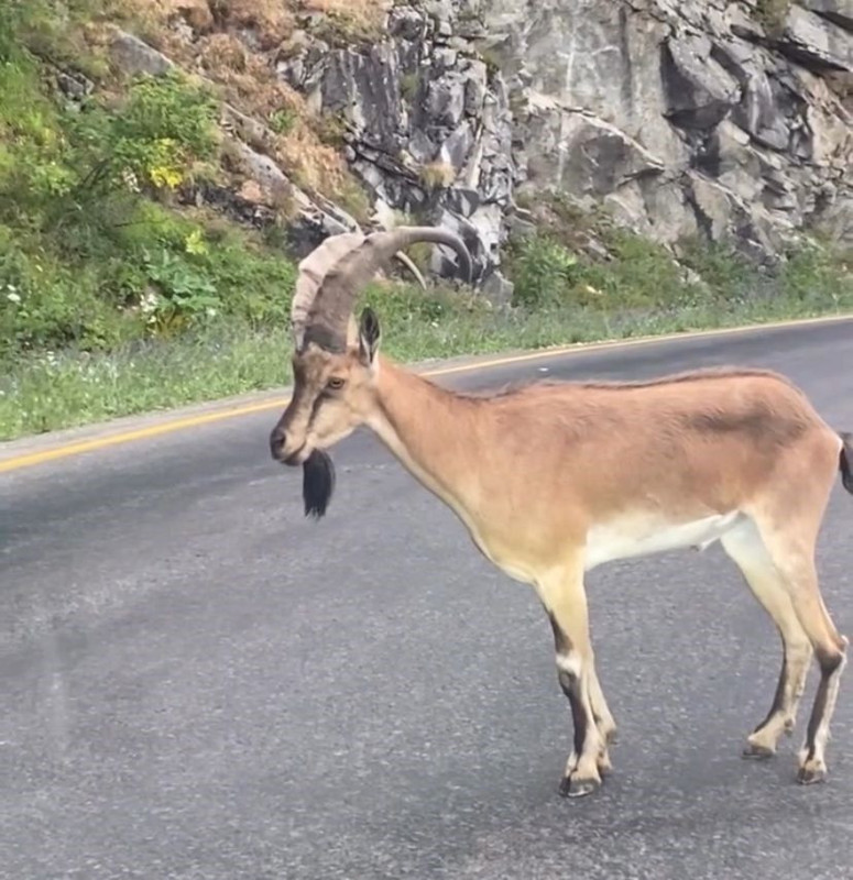 Giresun’un dağlarında agresif tavırlar sergileyen yabani misafir araç sahiplerini zorladı - Resim: 1