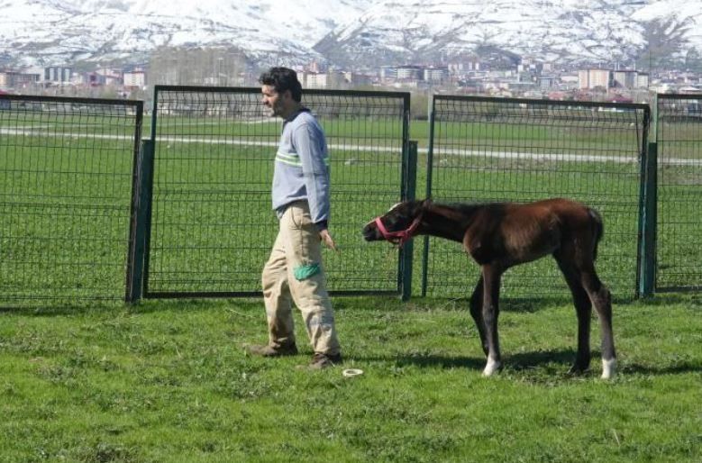 Muş'ta hayvan sahibinin 1 tane keçisi yavrusunu kaybetti... Yavrusunu kaybeden anne keçinin yanına giden adam, gördüğü manzara ile resmen dondu kaldı - Resim: 2