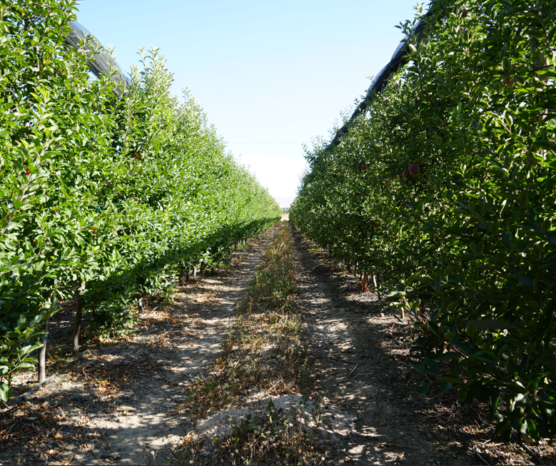 Niğde’de şiddetli don nedeniyle elma üretimi yüzde 95 düştü, ihracat olumsuz etkilenecek - Resim: 4