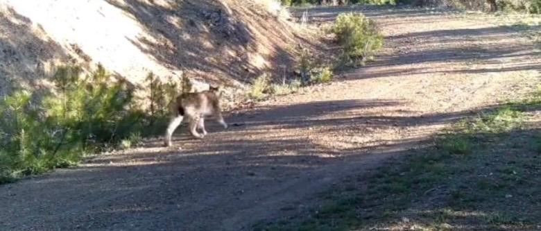 Çankırı'nın tehlikeli misafirleri teker teker kameraya yansıdı. Onlara kimse yan bakamaz - Resim: 1