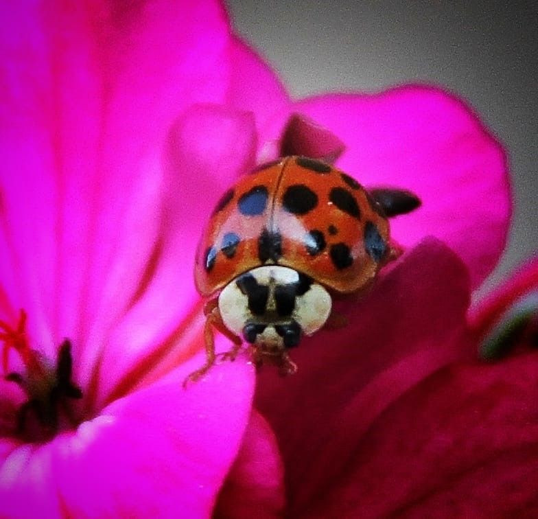Kahramanmaraş’ta doğada 1 tanesini bile görmek imkansız olan hayvanı gördü. Hayvandan sadece 1 tane vardı hemen fotoğrafını çekti - Resim: 3