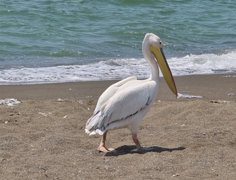 Hatay'da doğada normalde tek 1 başına görülmeyen hayvan 1 başına görüldü. Onu gören vatandaşlar yanına bile yaklaşmadı - Resim: 4