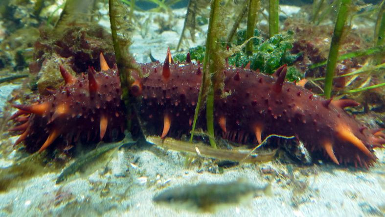 Marmara ve Ege kıyılarında Japon denizhıyarının artması bilim insanlarını harekete geçirdi! Konuyla ilgili araştırma yapılacak - Resim: 4