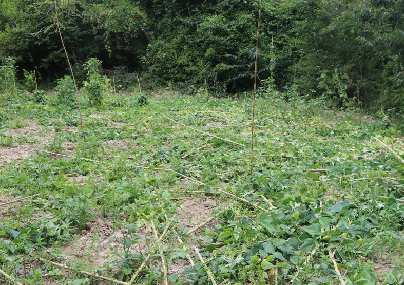 Amasya Taşova’da ayılar bahçeye girdi, fasulyelere zarar verdi - Resim: 4