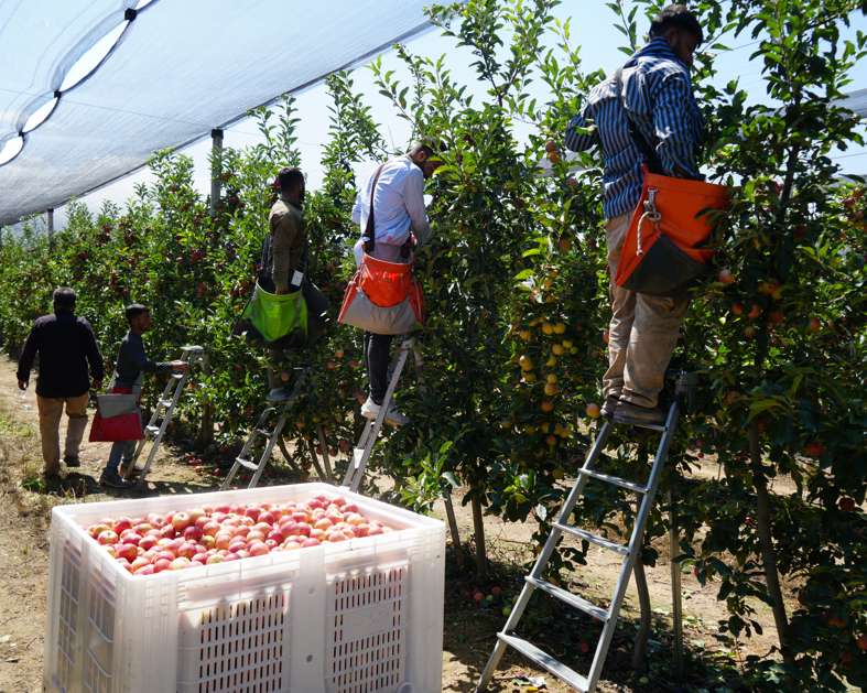 Niğde’de şiddetli don nedeniyle elma üretimi yüzde 95 düştü, ihracat olumsuz etkilenecek - Resim: 6