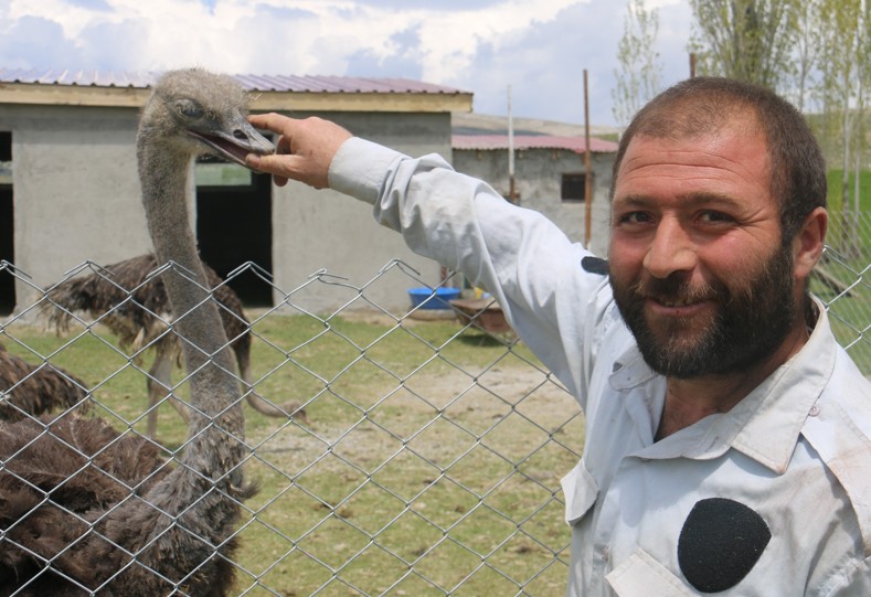 Ağrı’dan Sivas’a ilk başta 9 tanesini getirip çiftliğe yerleştirdi. Sivas’ta o 9 tane hayvanı gören vatandaşlar ilk kez görmeleri nedeniyle büyük heyecan yaşadı - Resim: 5