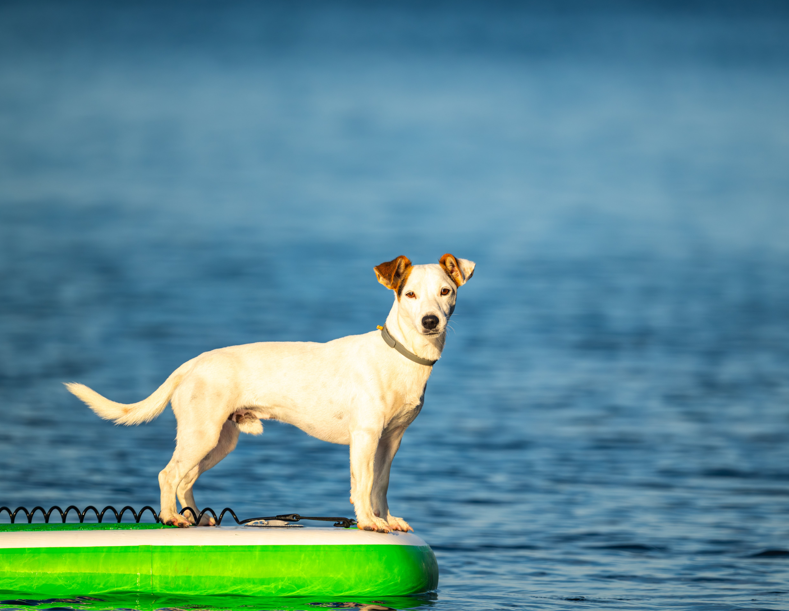 Balıkesir'de paddle board üzerindeki hayvanlar herkesin ilgisini çekti! Görenler bir daha baktı - Resim: 3