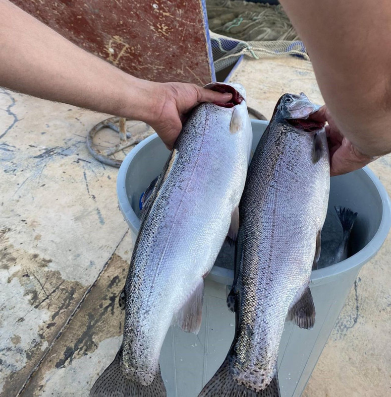 Bayburt’un Demirözü Göleti’nde yetişen alabalıklar somon oldu, 105 ton ihracat yapıldı - Resim: 2