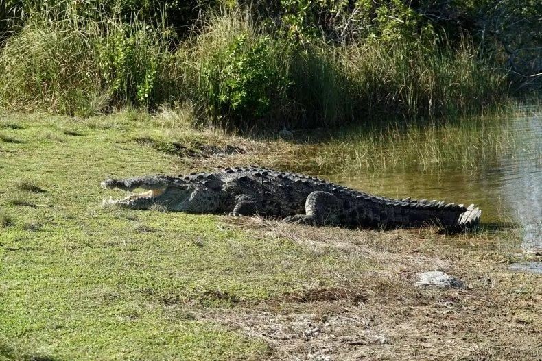 Nehirden çok nadir çıkıyordu... Bir kere güneşlenmek için karaya çıktı... Oradan geçen fotoğrafçı fark edip hemen fotoğrafını çekti - Resim: 2