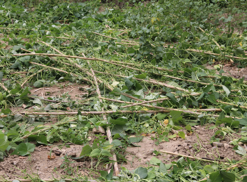 Amasya Taşova’da ayılar bahçeye girdi, fasulyelere zarar verdi - Resim: 3