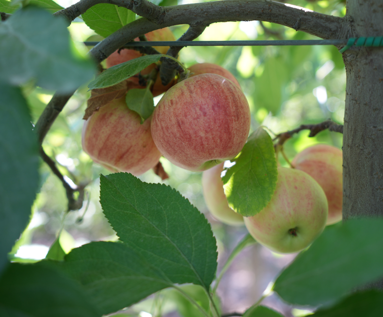 Niğde’de şiddetli don nedeniyle elma üretimi yüzde 95 düştü, ihracat olumsuz etkilenecek - Resim: 3
