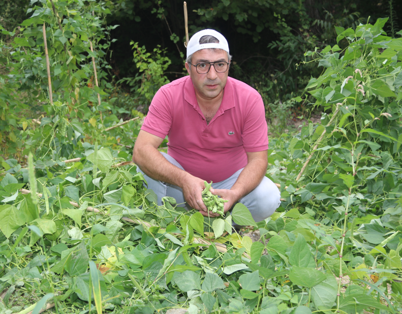 Amasya Taşova’da ayılar bahçeye girdi, fasulyelere zarar verdi - Resim: 2