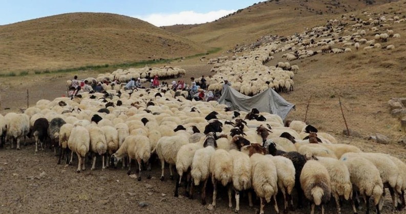 Kahramanmaraş’ta 100'lerce koyununu otlatan çoban, çalılıkların arasında fark ettiği detayla birlikte yaptığı hareketle resmen hayrete düşürdü - Resim: 3
