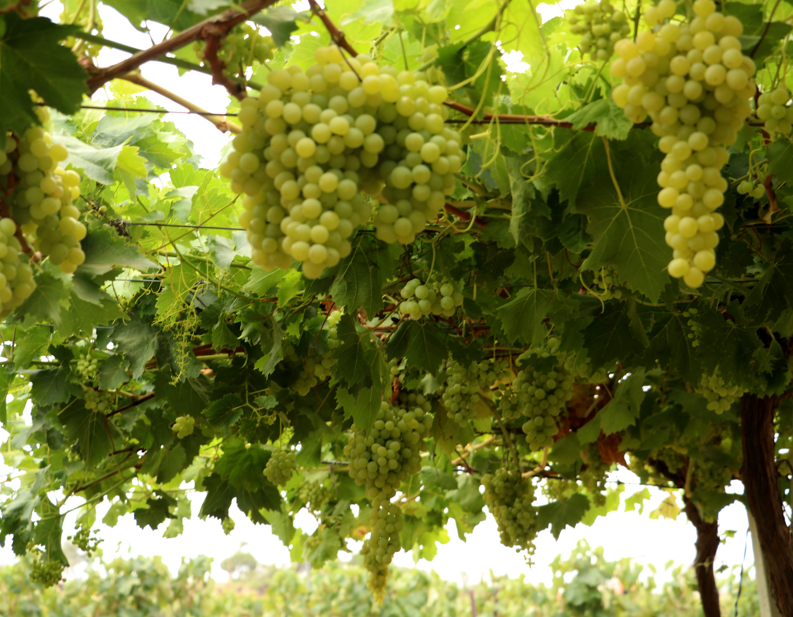 Tekirdağ’da tescilli Süleymanpaşa beyazı üzümünün hasadı başladı, 3 dekardan 5 ton rekolte bekleniyor - Resim: 3