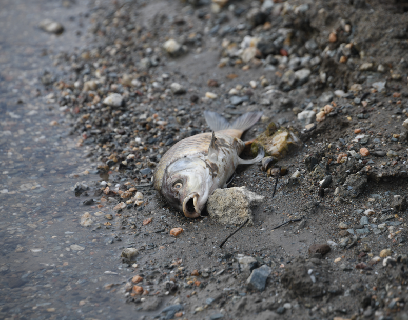 Kastamonu’da baraj çekildi, kıyılarda acı tablo ortaya çıktı - Resim: 5