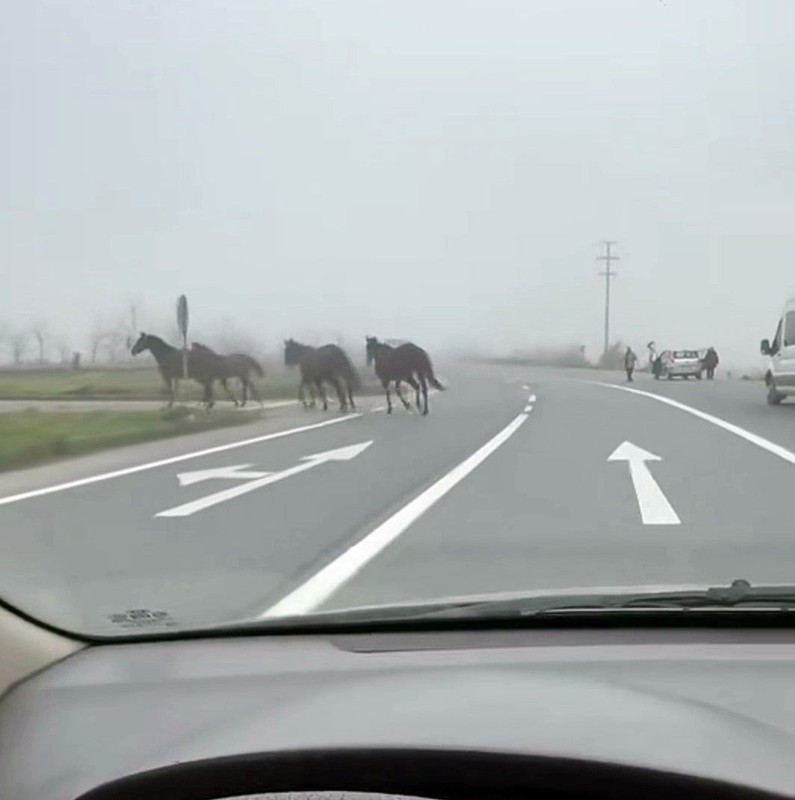 Sakarya'da D-140'ta sürü halinde bir anda beliren hayvanları görenler vatandaşlar gözlerine inanamadı - Resim: 2