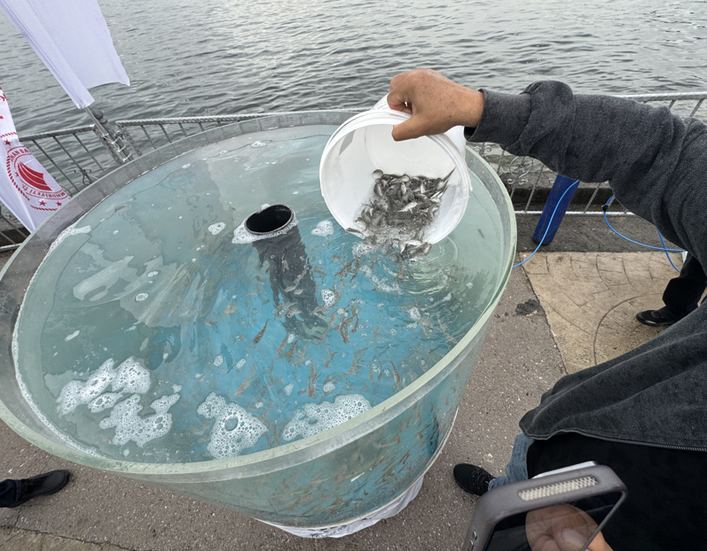 İzmit'te 6.000 tanesi doğaya salındı. 6.000 tanesi rekor sayıyla doğanın her yerini kaplayacak - Resim: 3