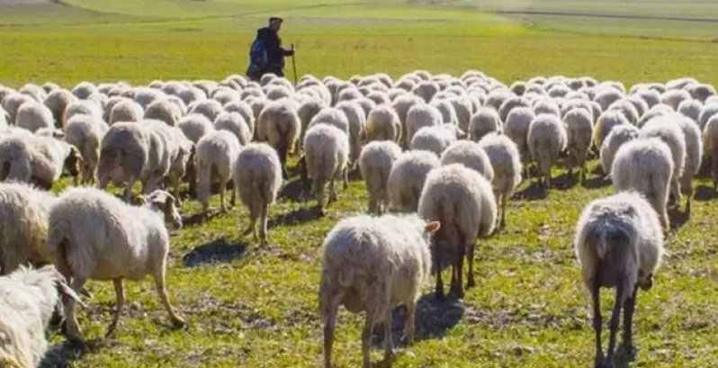 Yozgat'ta 200'lerce koyununu otlatan çoban gölgesi için oturduğu 1 ağacın üstünde fark ettiği detayla resmen hayrete düştü - Resim: 3