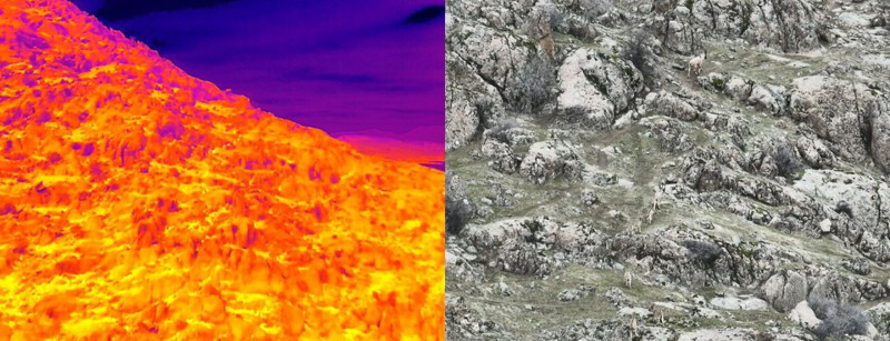 Termal dron ile görüntülendiler! Onların ayak bastığı yere gidebilen insan yok - Resim: 3