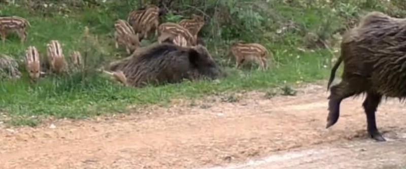 Çankırı'da doğaya yerleştirilen kamera sayesinde görüntülendiler... 12 tanesi topraktaki su birikintisinin üstünde görüldü - Resim: 3