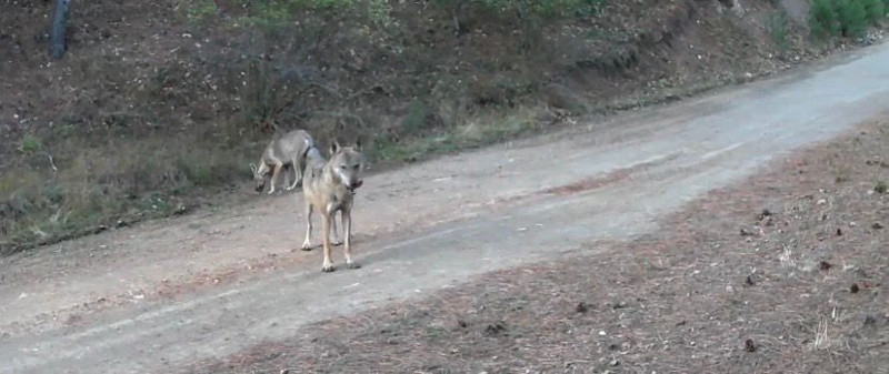 Çankırı'da doğanın vahşi hayvanları avını ararken fotokapana yakalandı - Resim: 1