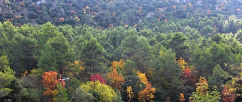 Adana, Mersin, Hatay, Antalya, Osmaniye ve Kilis büyük bir tehlike altında. 120 bin 659 hektarla üçüncü olduk. Akdeniz en kötüsü - Resim: 2