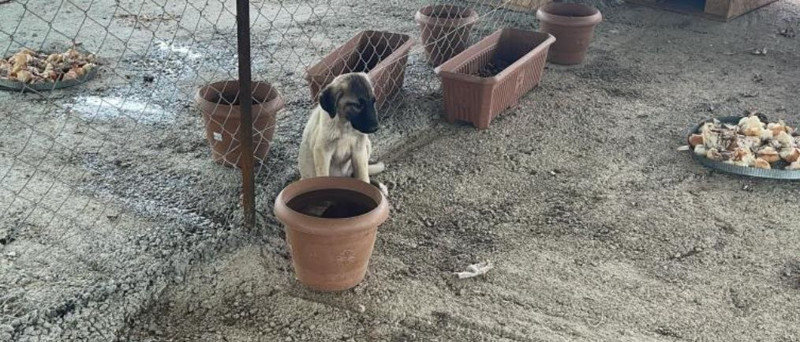 Osmaniye'de 2 tane hayvanı yan yana görmesinin ardından yanlarına gitti. 1 tane hayvanla ilgili detayı fark edince gözyaşlarını tutamadı - Resim: 2