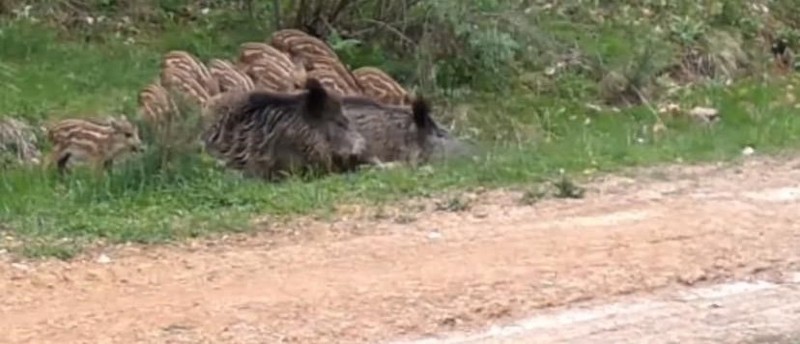 Çankırı'da doğaya yerleştirilen kamera sayesinde görüntülendiler... 12 tanesi topraktaki su birikintisinin üstünde görüldü - Resim: 1