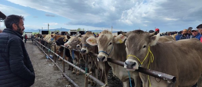 Sivas'ta içerisinde toplamda 10.000 tane hayvan vardı. Tek 1 hamlede hepsi kapatıldı - Resim: 2