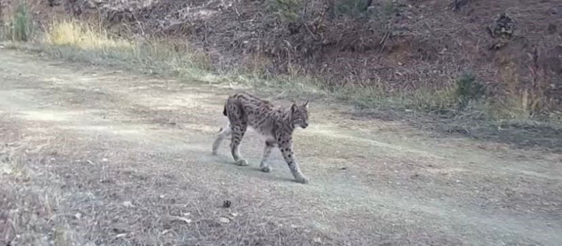 Çankırı'da doğada herkesten gizlenen doğanın 1 sahibi uzun zaman sonra ilk kez görüldü - Resim: 1