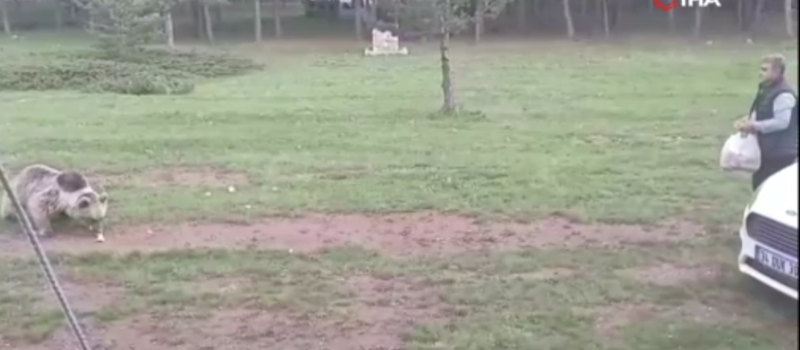 Erzincan’da yürekleri ağızlara getiren yakınlık! Koca hayvanı elleriyle besledi - Resim: 2