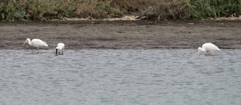 Dünyada tam 400 yıl sonra bir ilk yaşandı... Araştırmacılar elleri ayakları birbirine dolandı... Gelen haberle birbirilerine sarıldılar - Resim: 5