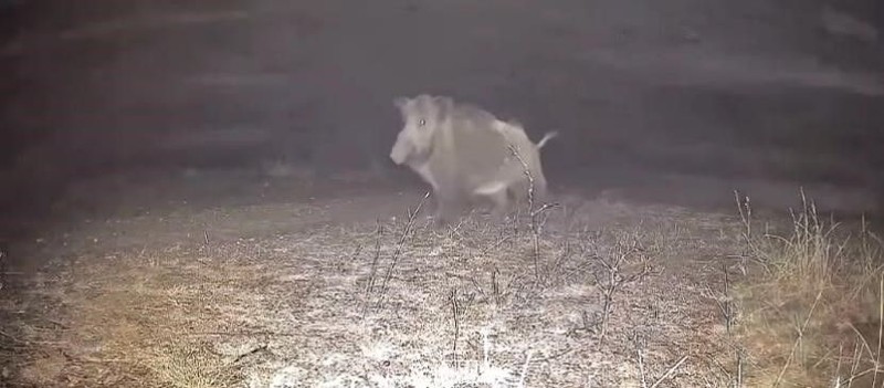 Çankırı'da Türkiye'de çok nadir görülen bir hayvan tek 1 başına, doğal ortamında ve hareket halindeyken görüntülendi. 1 kez daha zor görülür - Resim: 3